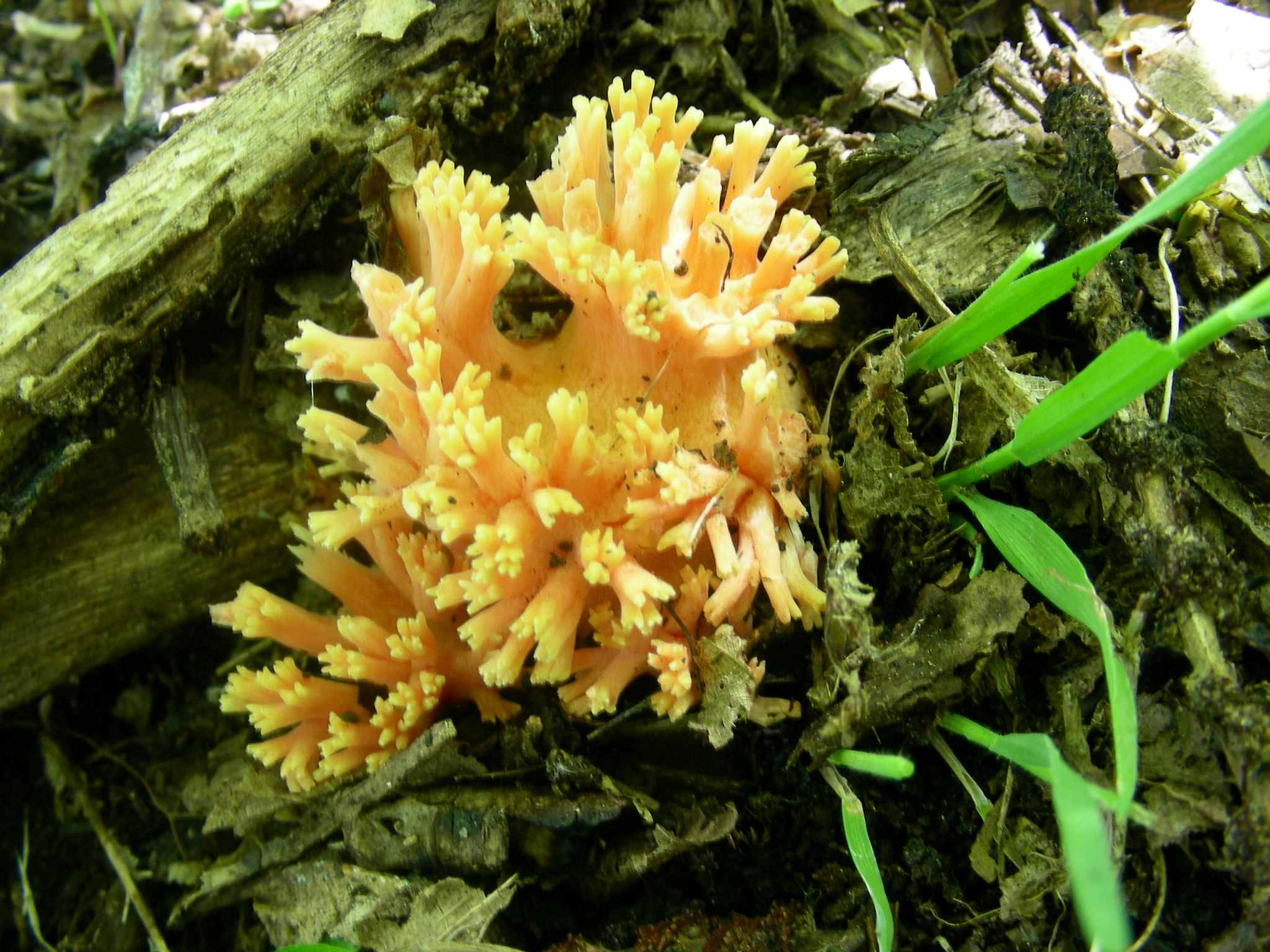 1335 Maggio vecchio ritrovamento